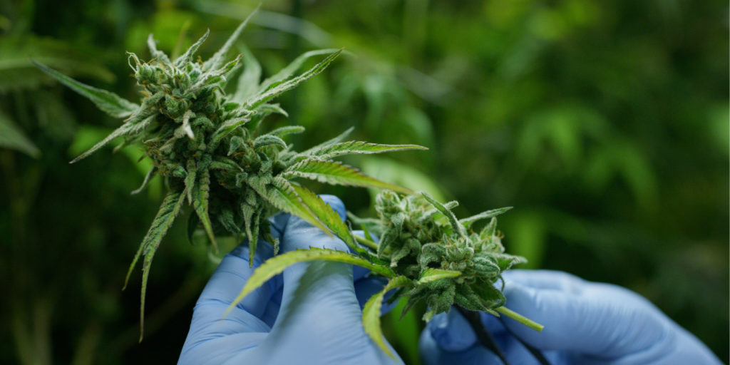 Cannabinoids