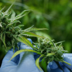 Cannabinoids