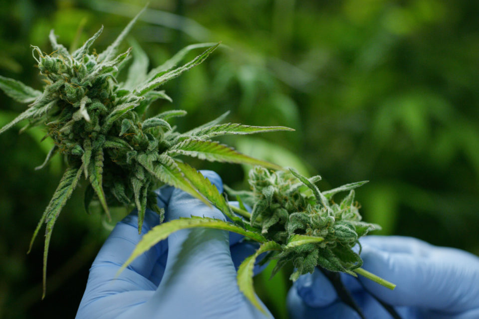 Cannabinoids