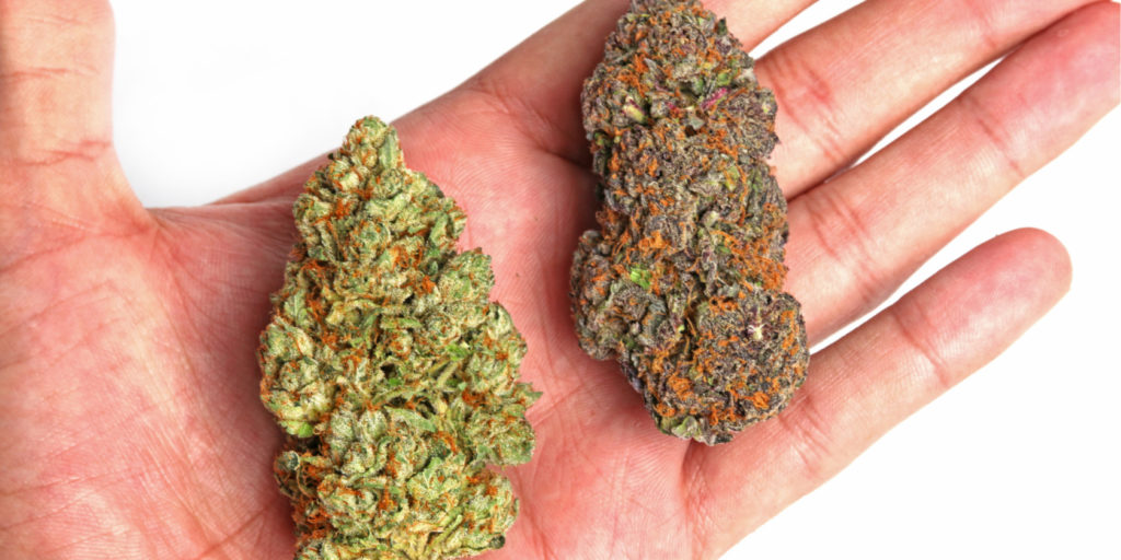 Sativa vs Indica