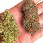 Sativa vs Indica