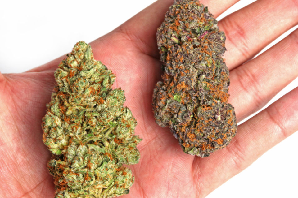 Sativa vs Indica
