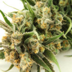 Best strains for anxiety