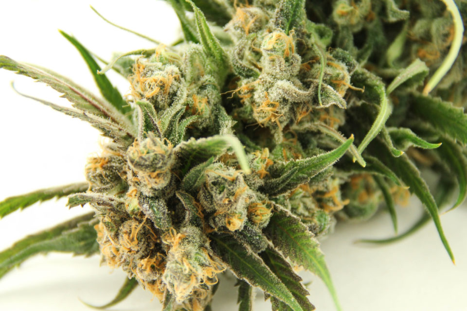 Best strains for anxiety