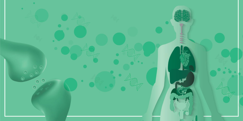 endocannabinoid system