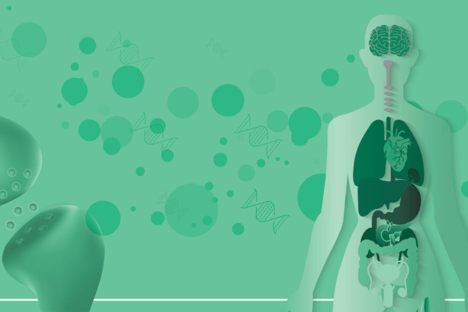 endocannabinoid system