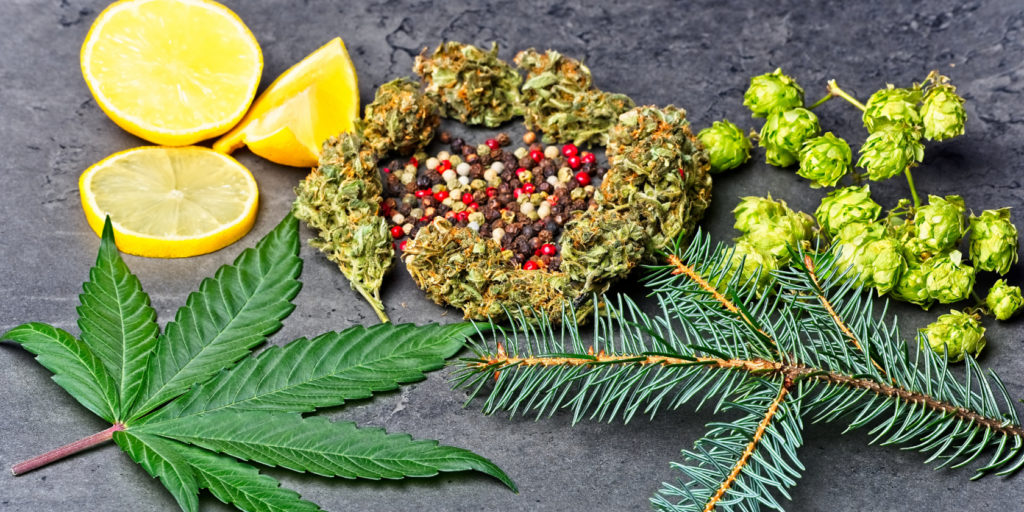 terpenes