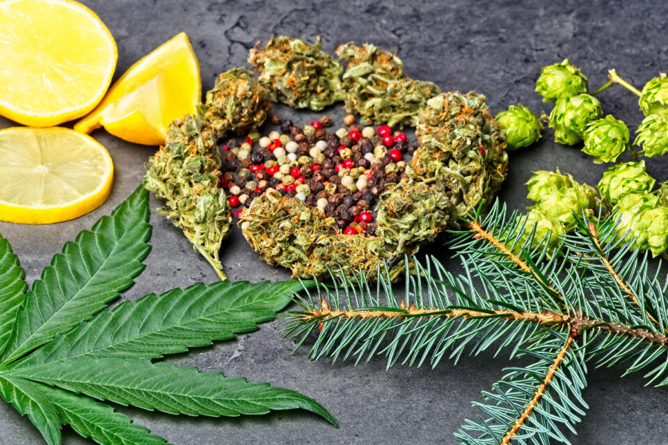 terpenes